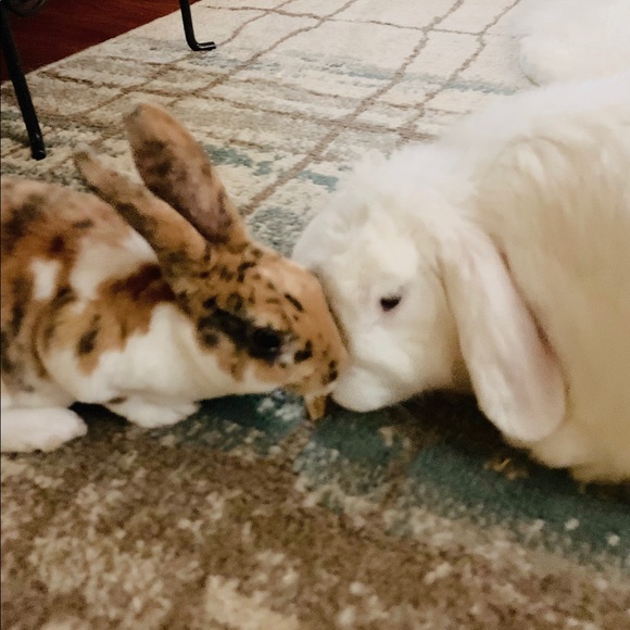 Meet your Posher, Susan - Picture 2 of 8